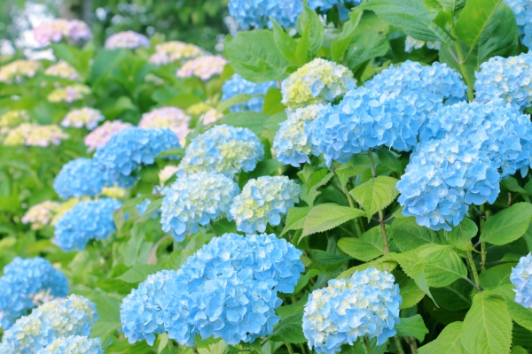 26372665_m 臨時休診のお知らせ